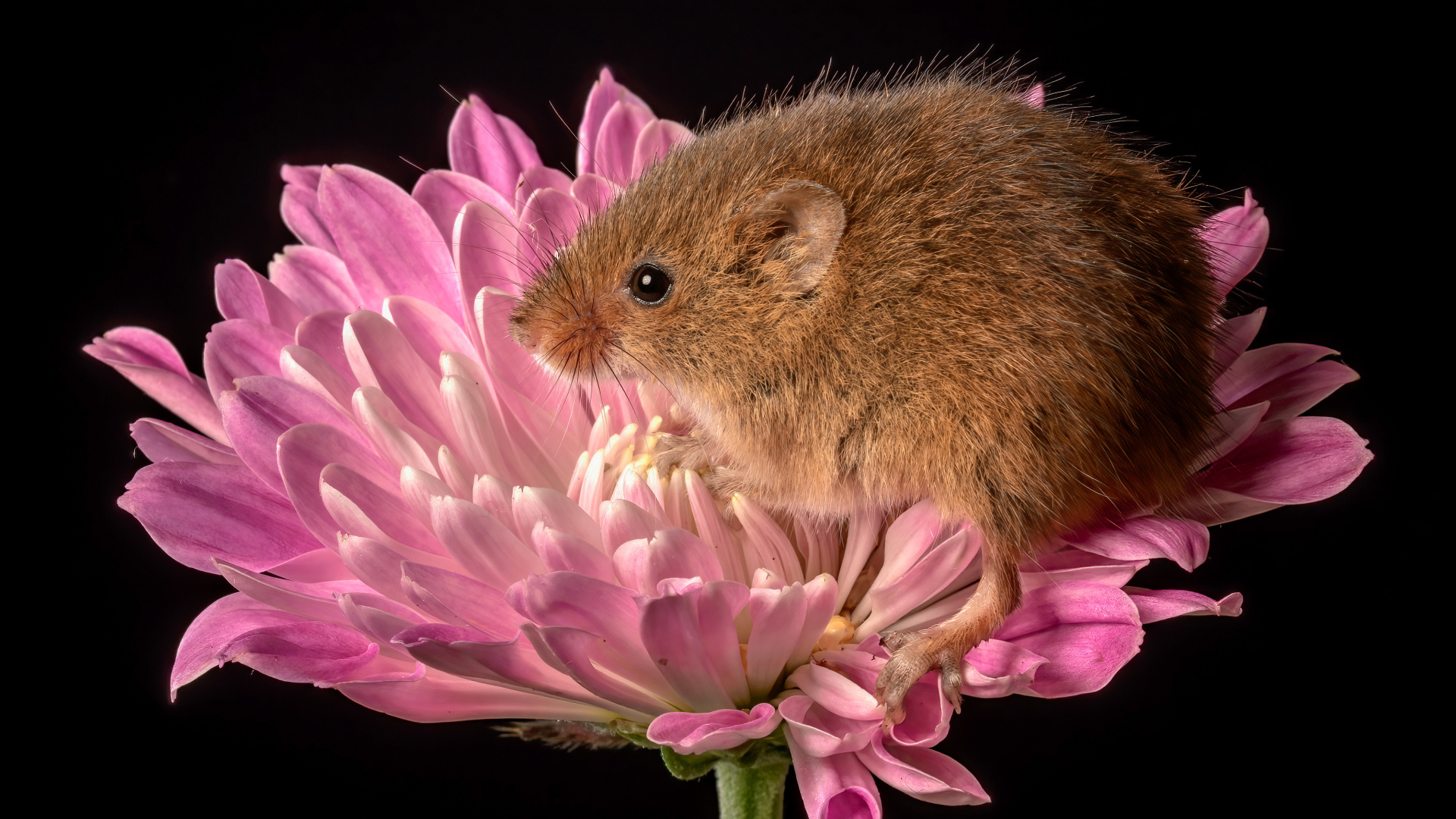 Маленькая мышь сидит в розовом цветке