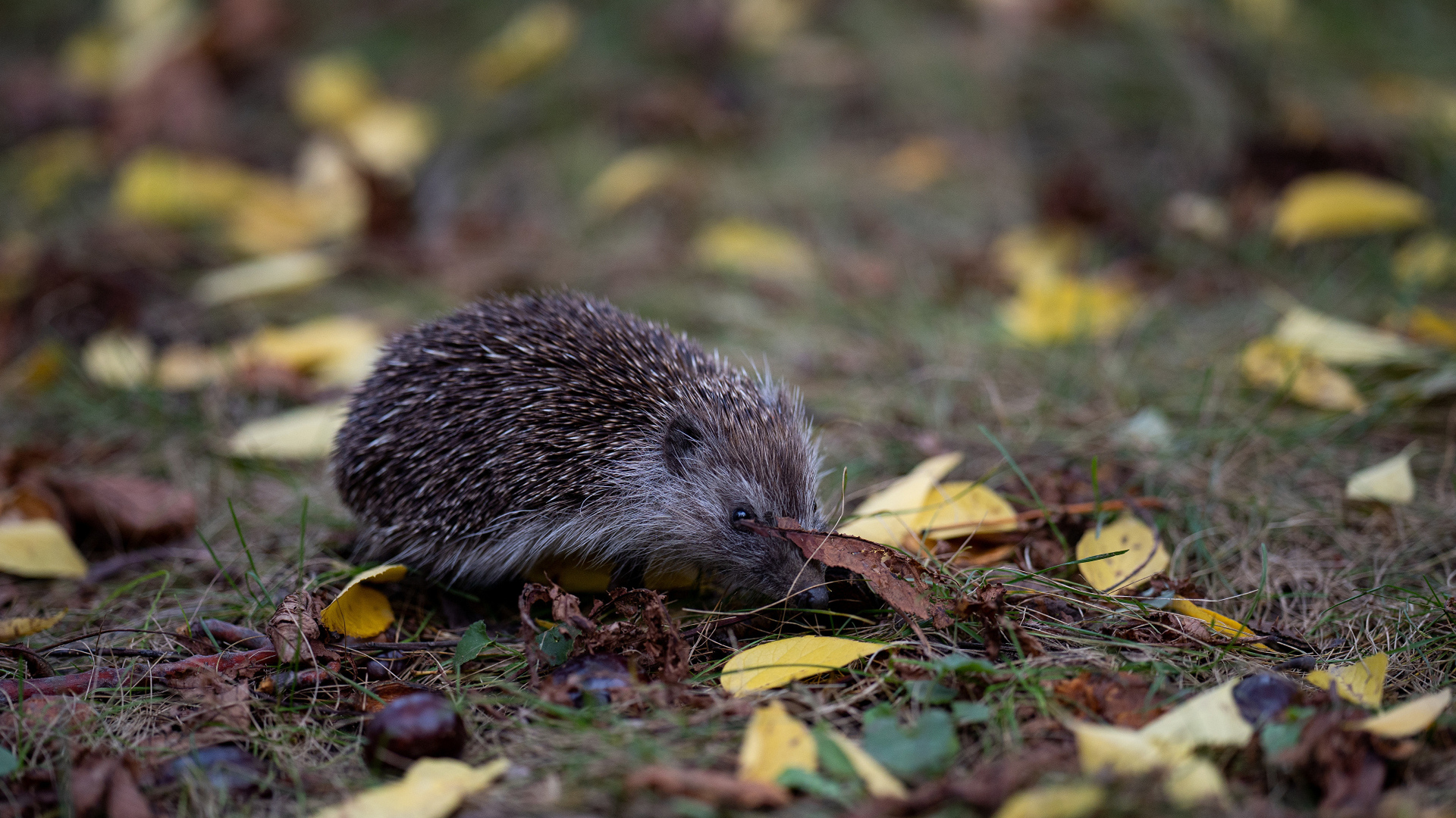Маленький колючий еж на траве в лесу