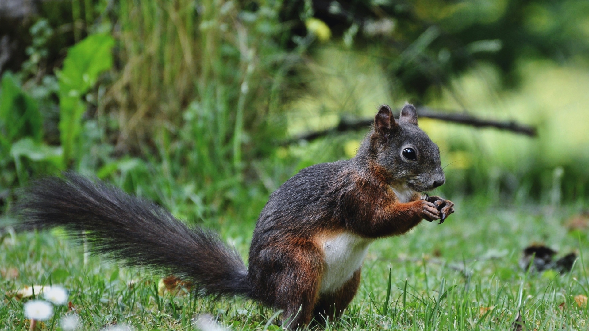 Белка грызет орех на зеленой траве