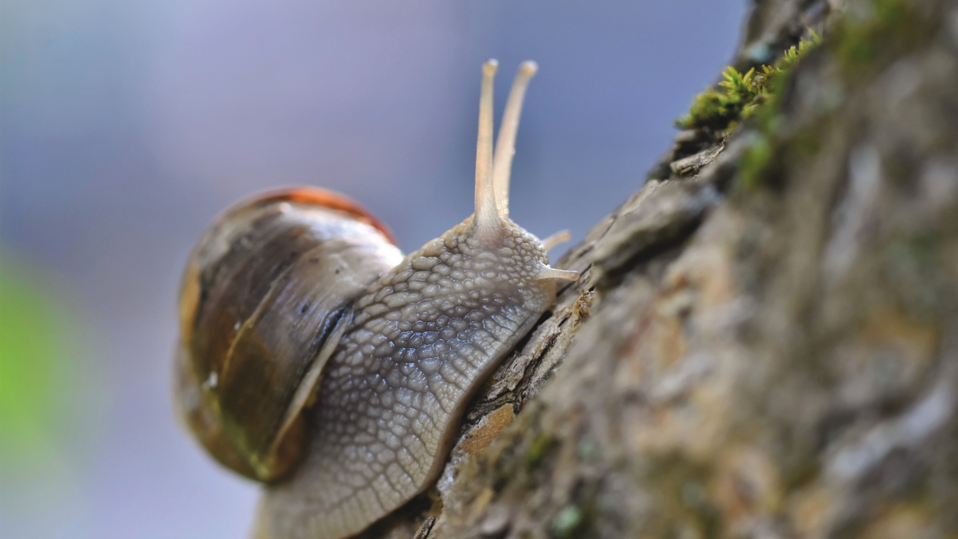 Большая улитка ползет по стволу дерева