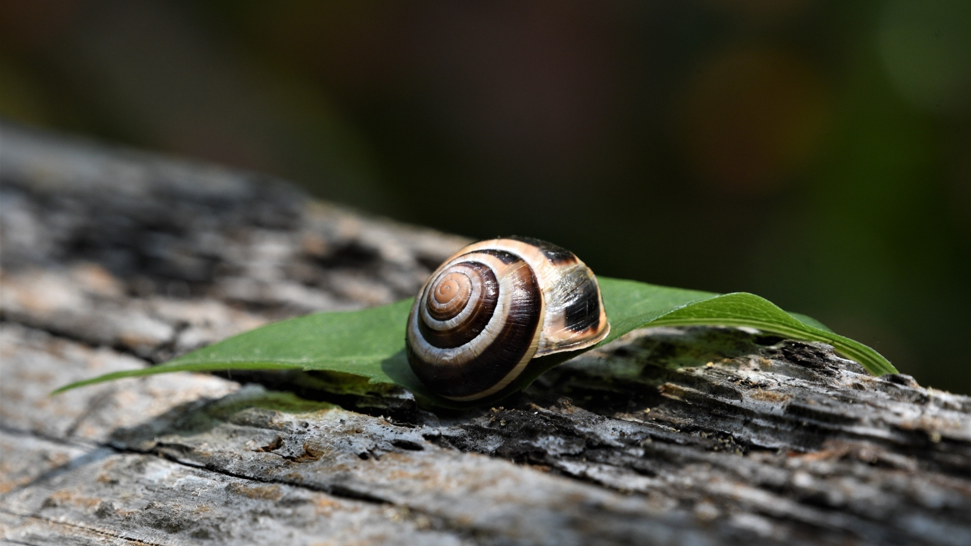 Ракушка с листом лежат на сухом дереве