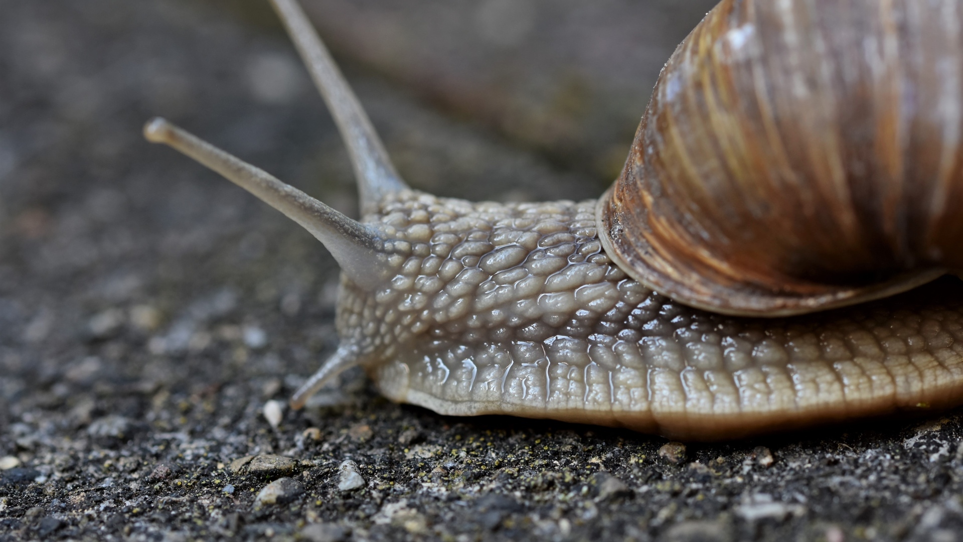 Улитка с большими усиками ползет по асфальту