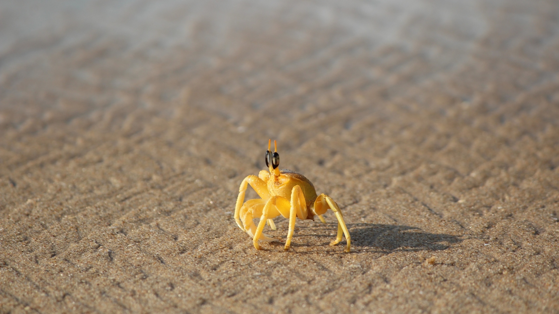 Маленький желтый краб на песке