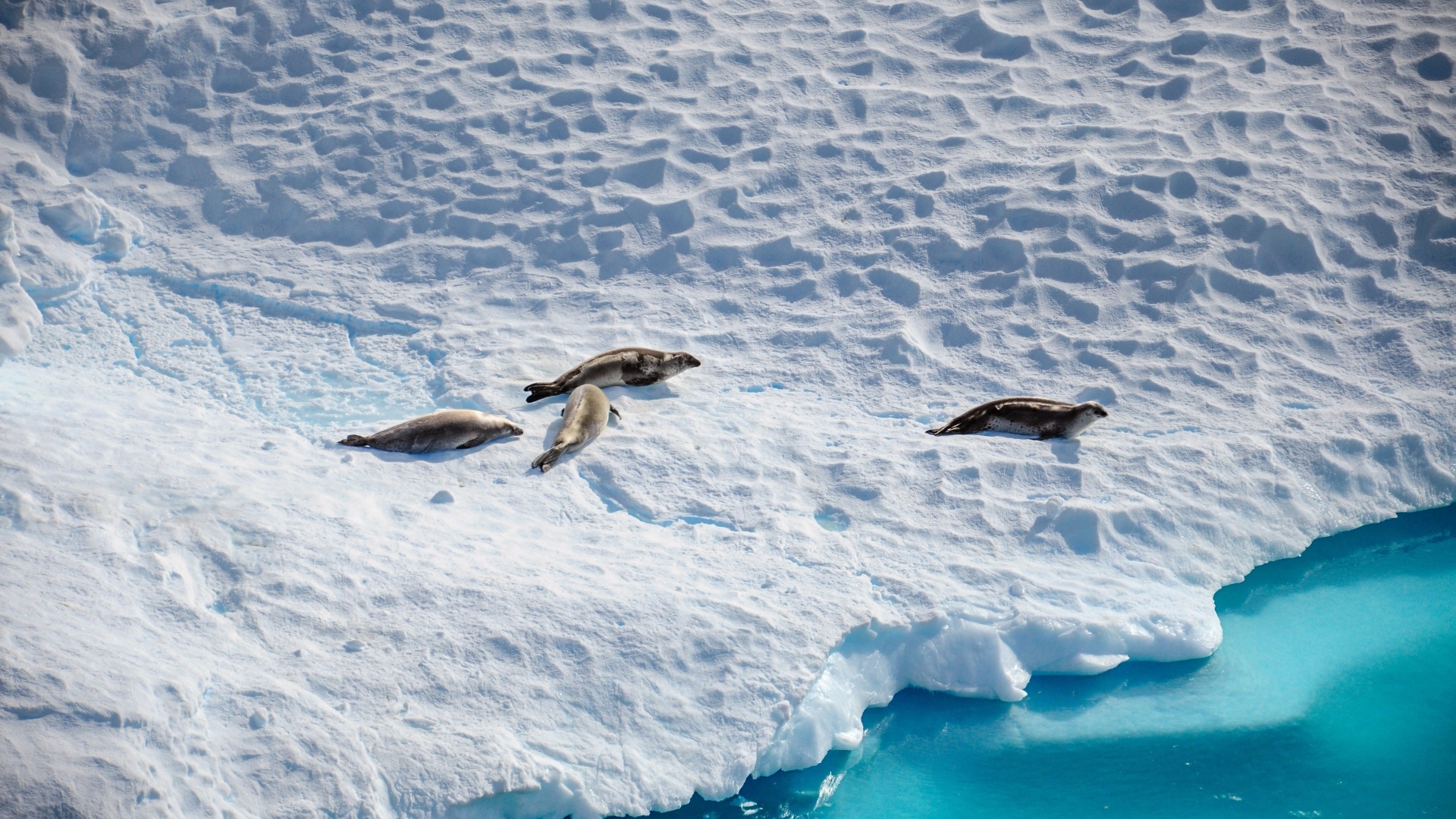 Морские котики на покрытом снегом берегу Антарктики