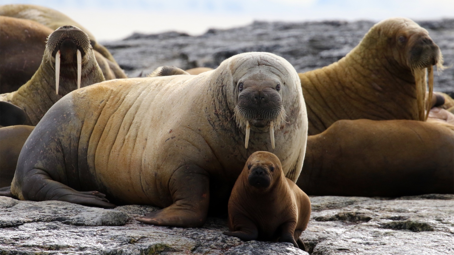 Большие и маленькие моржи отдыхают на камнях