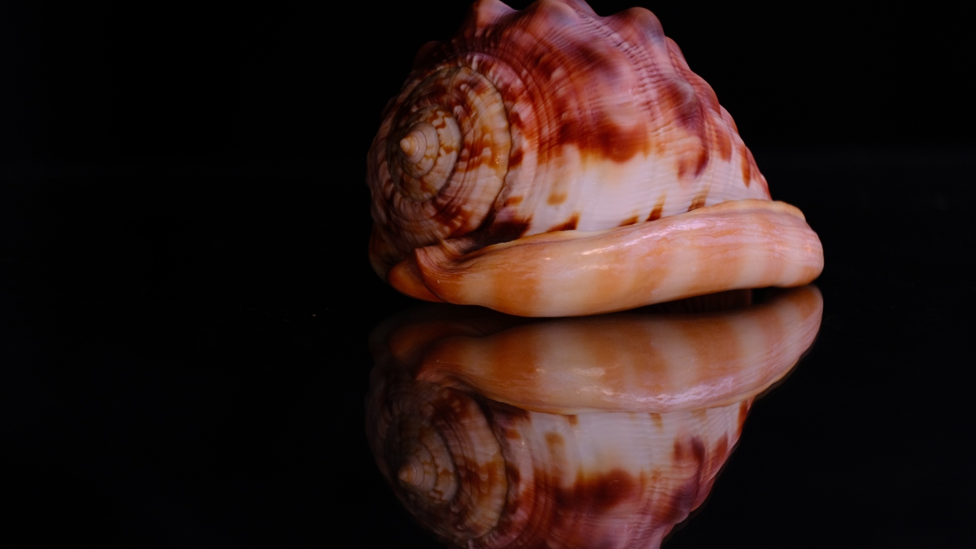 Большая ракушка на черном фоне