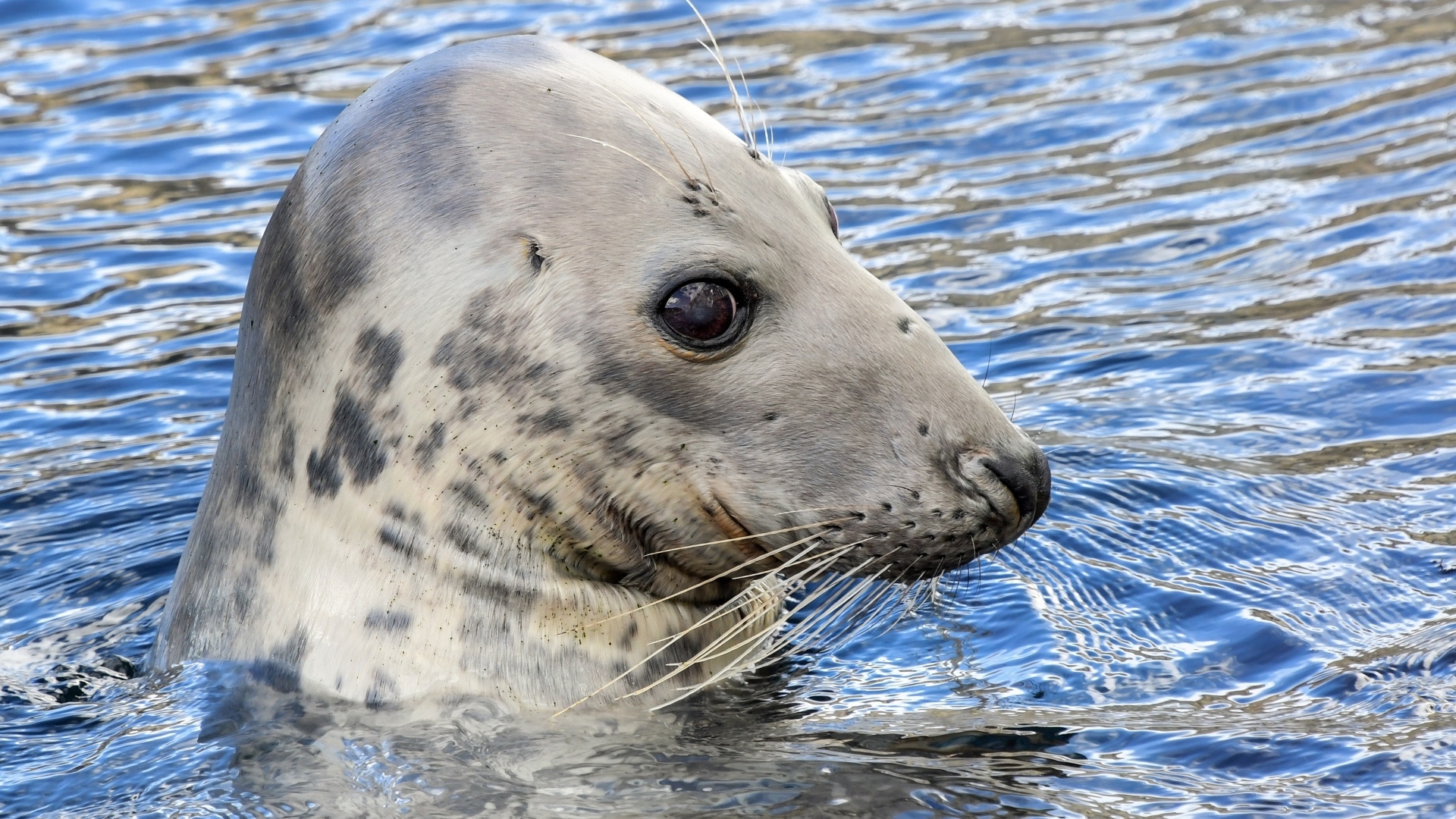 Тюлень сидит в воде