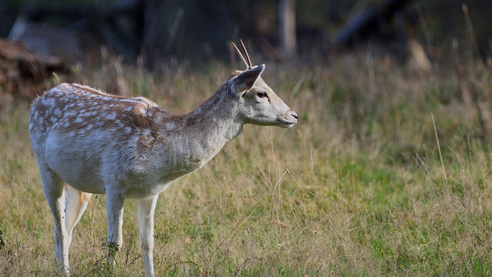 Маленький олень пасется на траве
