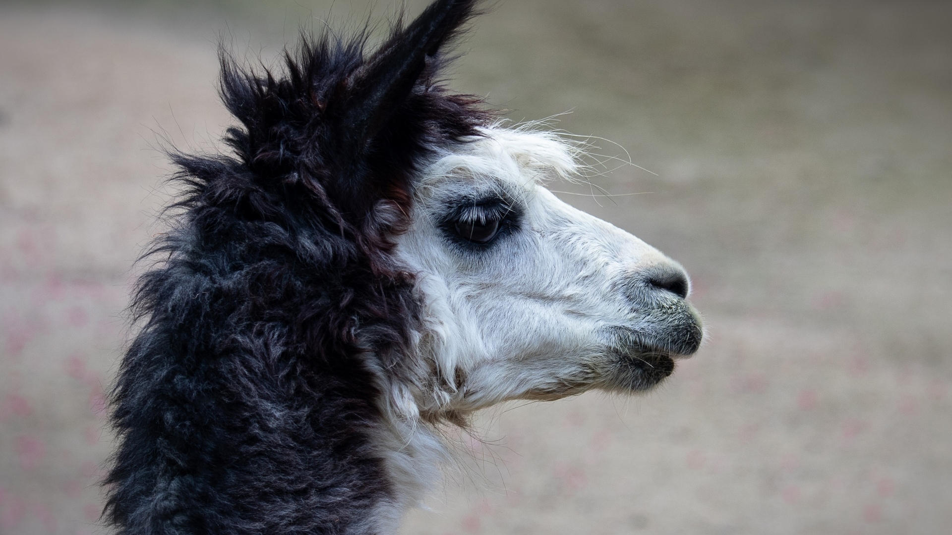 Голова альпаки боком