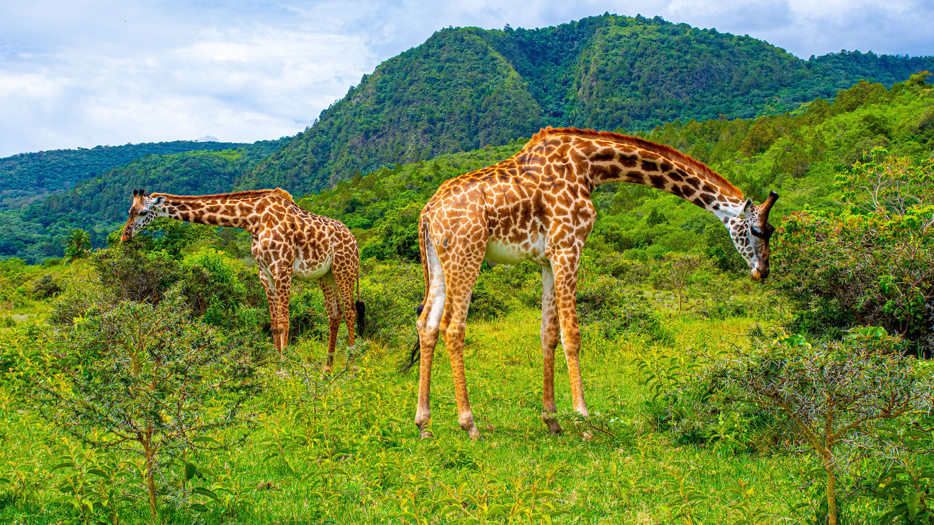 Большие жирафы гуляют в саванне