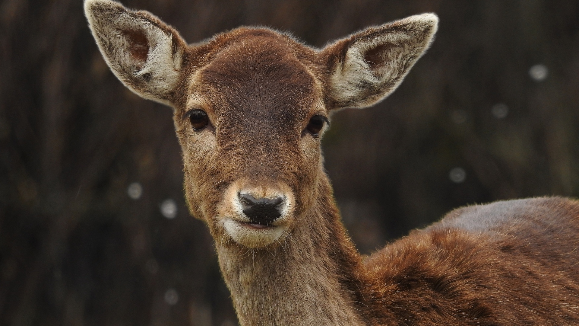 Милый олененок крупным планом