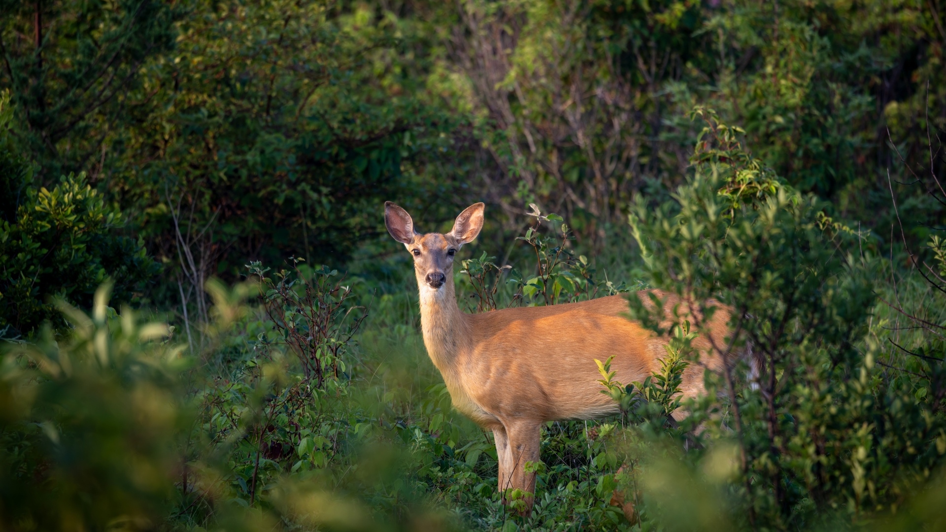 Олень стоит в зарослях в лесу