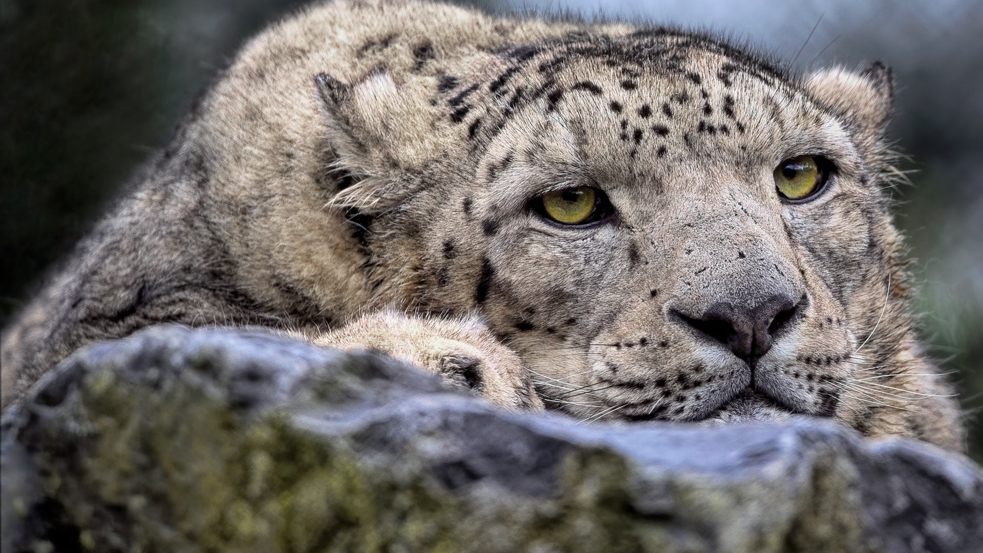 Снежный барс отдыхает на камне