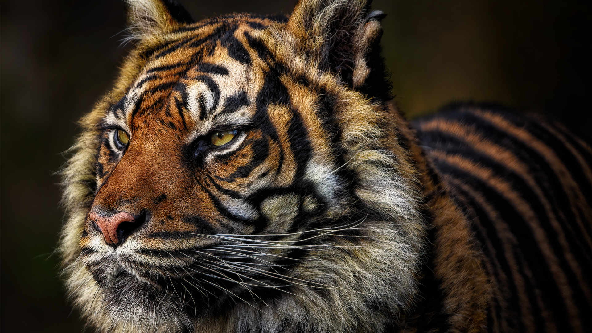 Грозная морда большого полосатого тигра