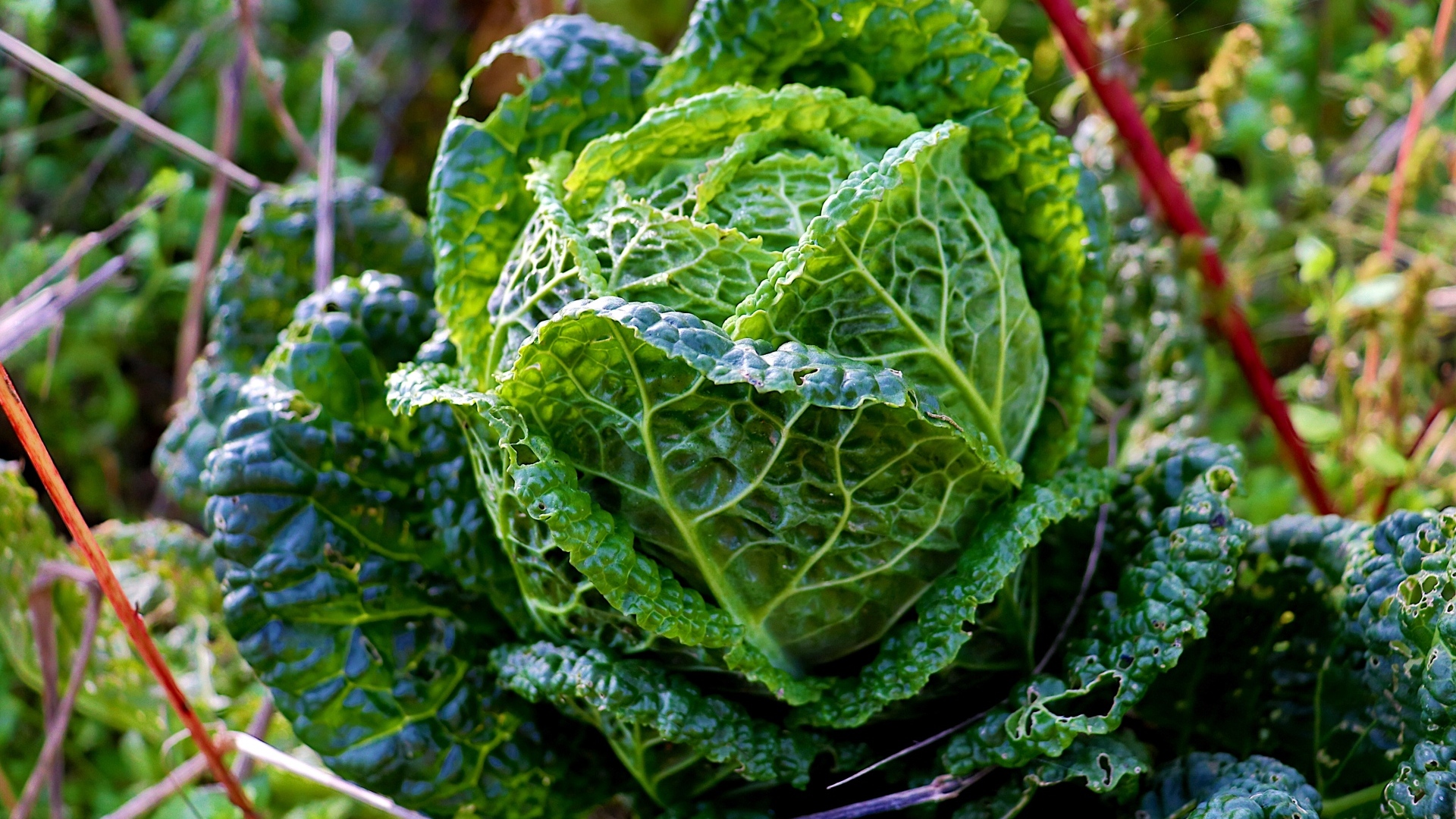 Капуста растет на грядке