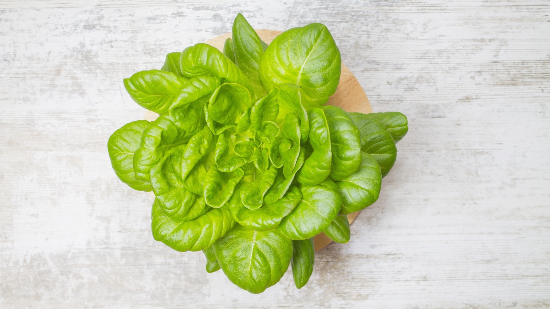 Свежий базилик на сером столе