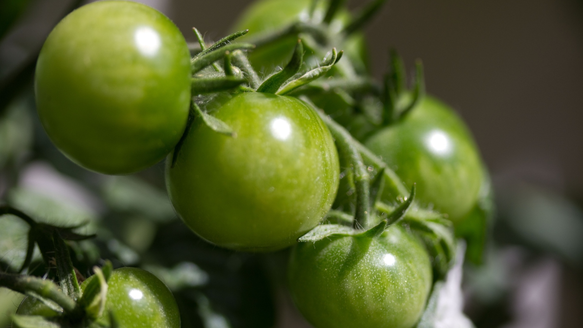 Зеленые помидоры на ветке