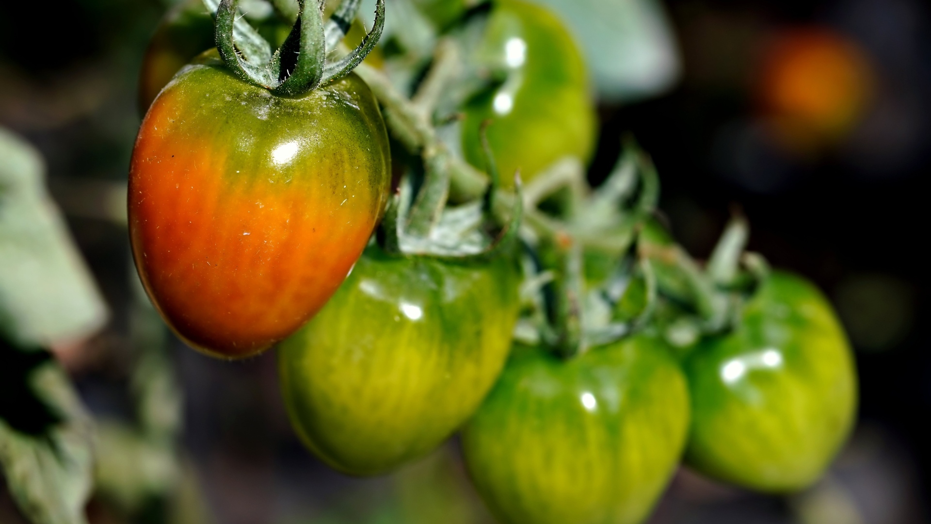 Созревающие томаты на ветке