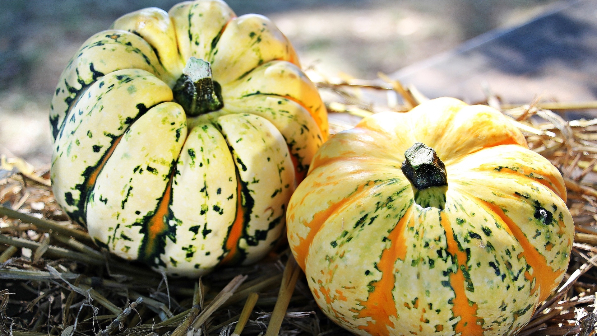 Две большие тыквы на огороде