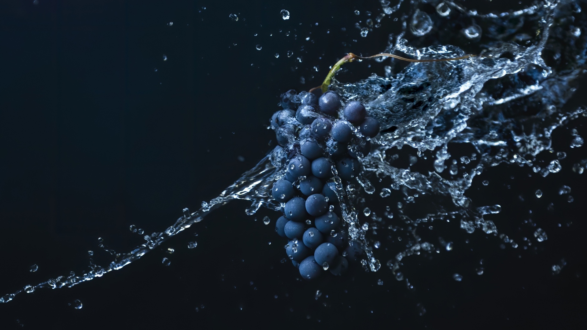 Гроздь синего винограда в воде на черном фоне