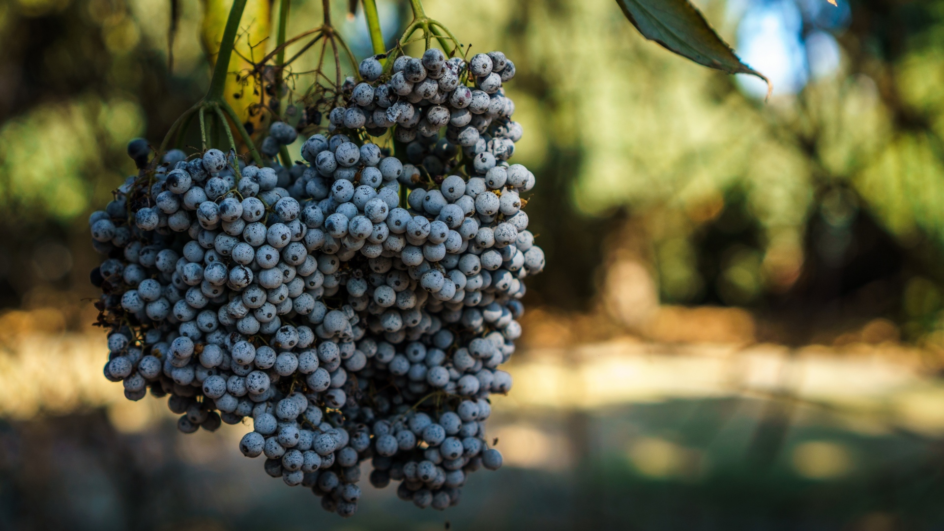 Гроздь дикого синего винограда