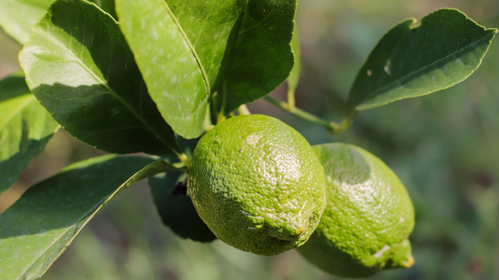 Зеленые лаймы на ветке с листьями