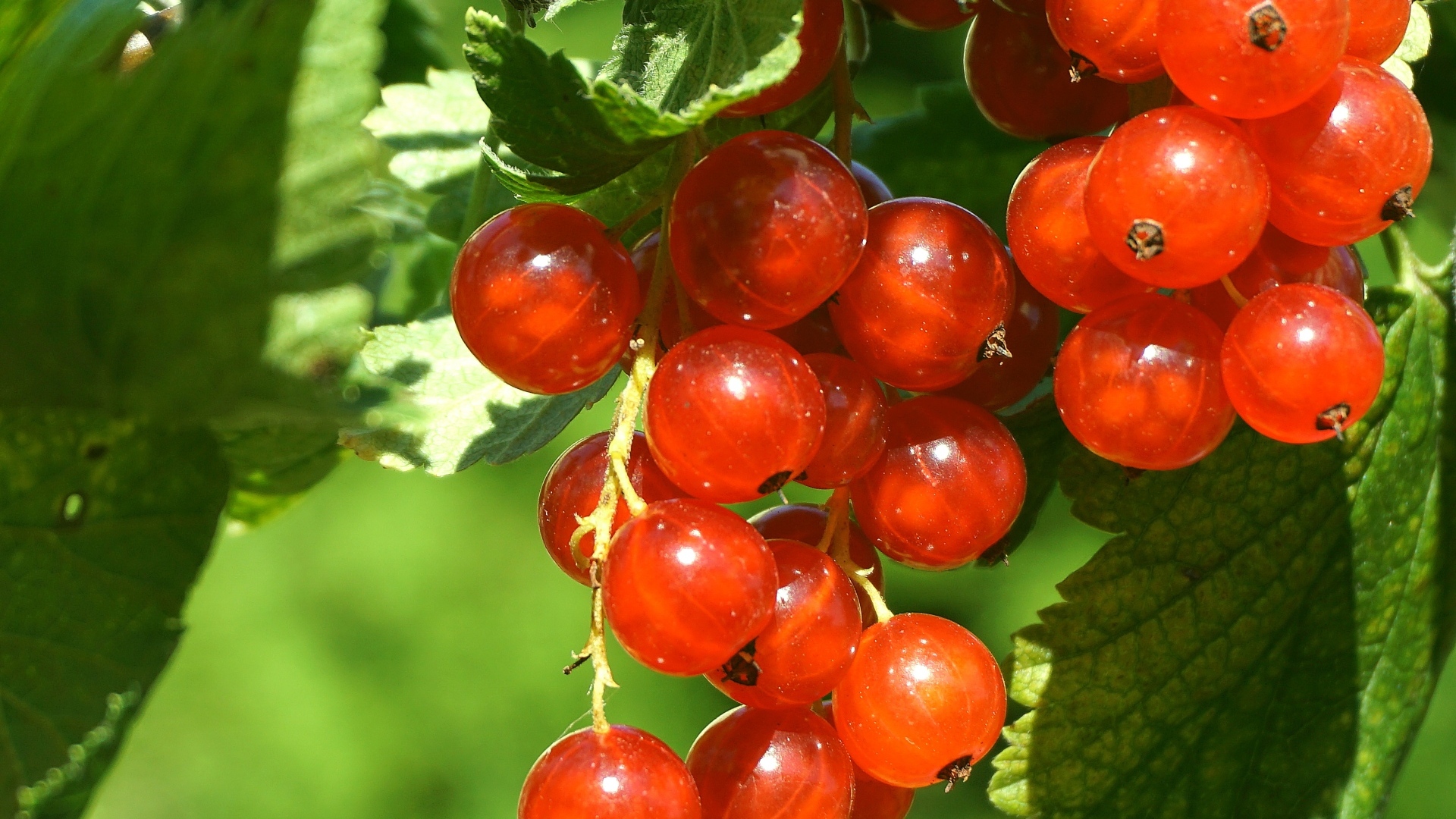 Красные спелые ягоды смородины