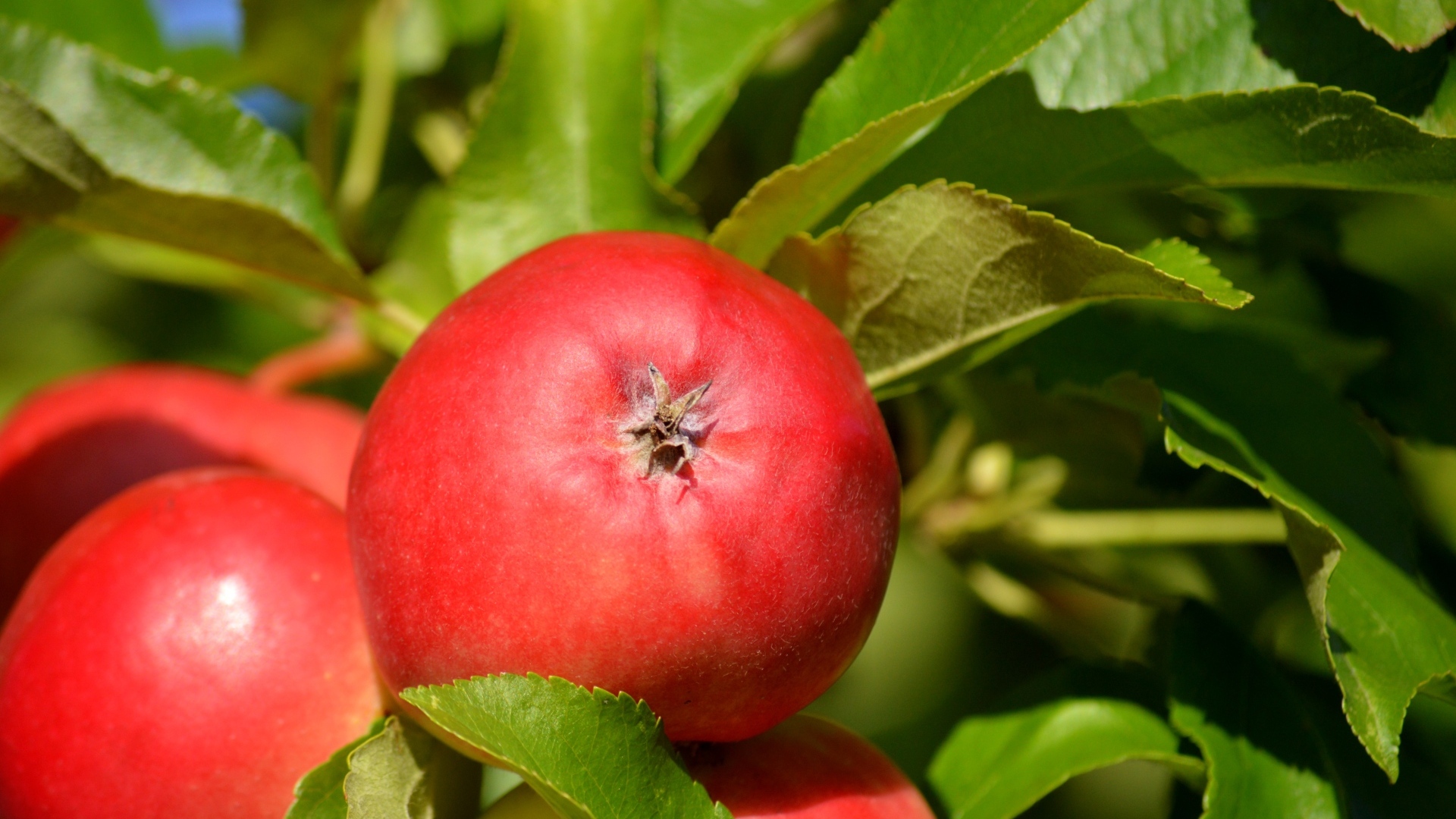 Спелые красные яблоки в зеленых листьях