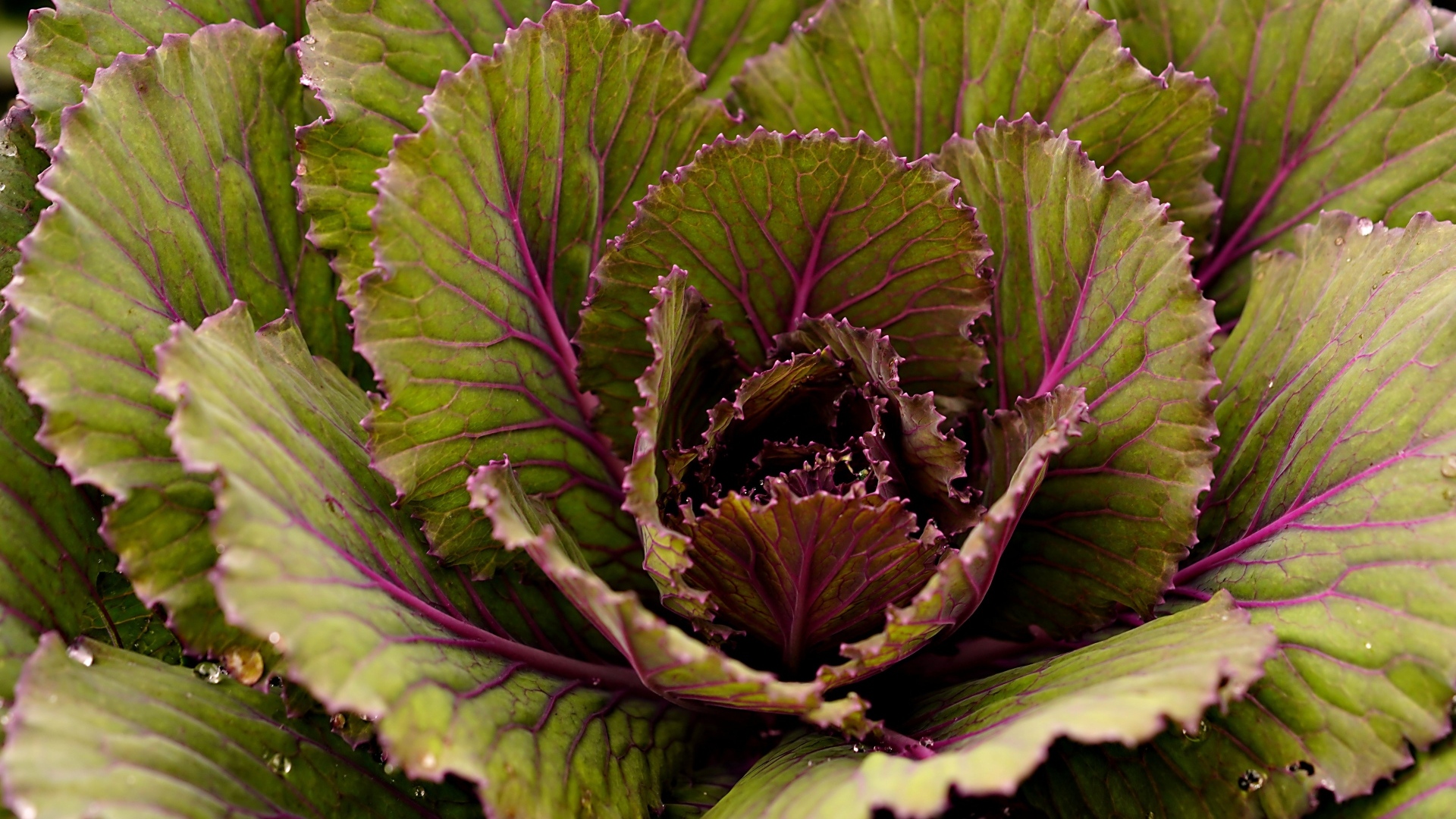 Большие капустные листья