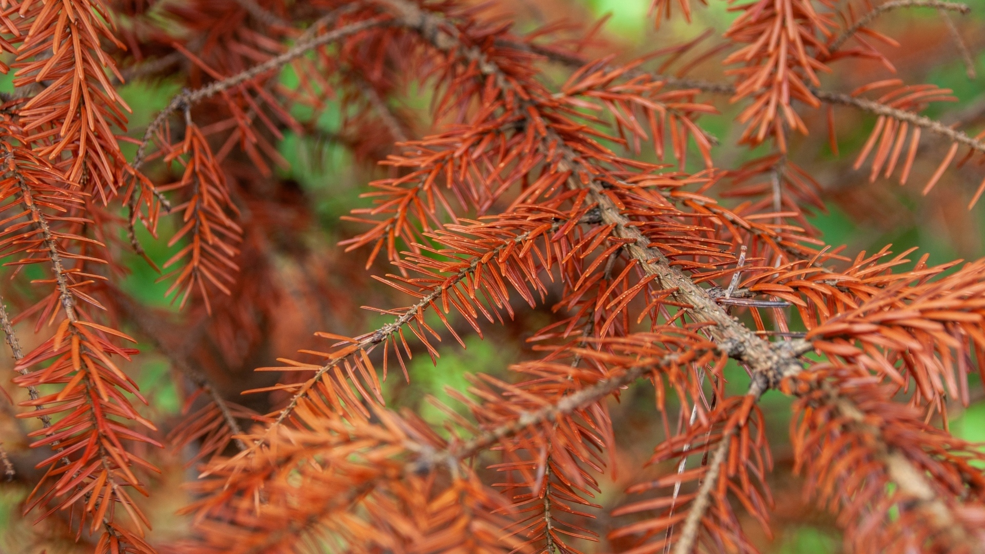 Сухая желтая ветка ели