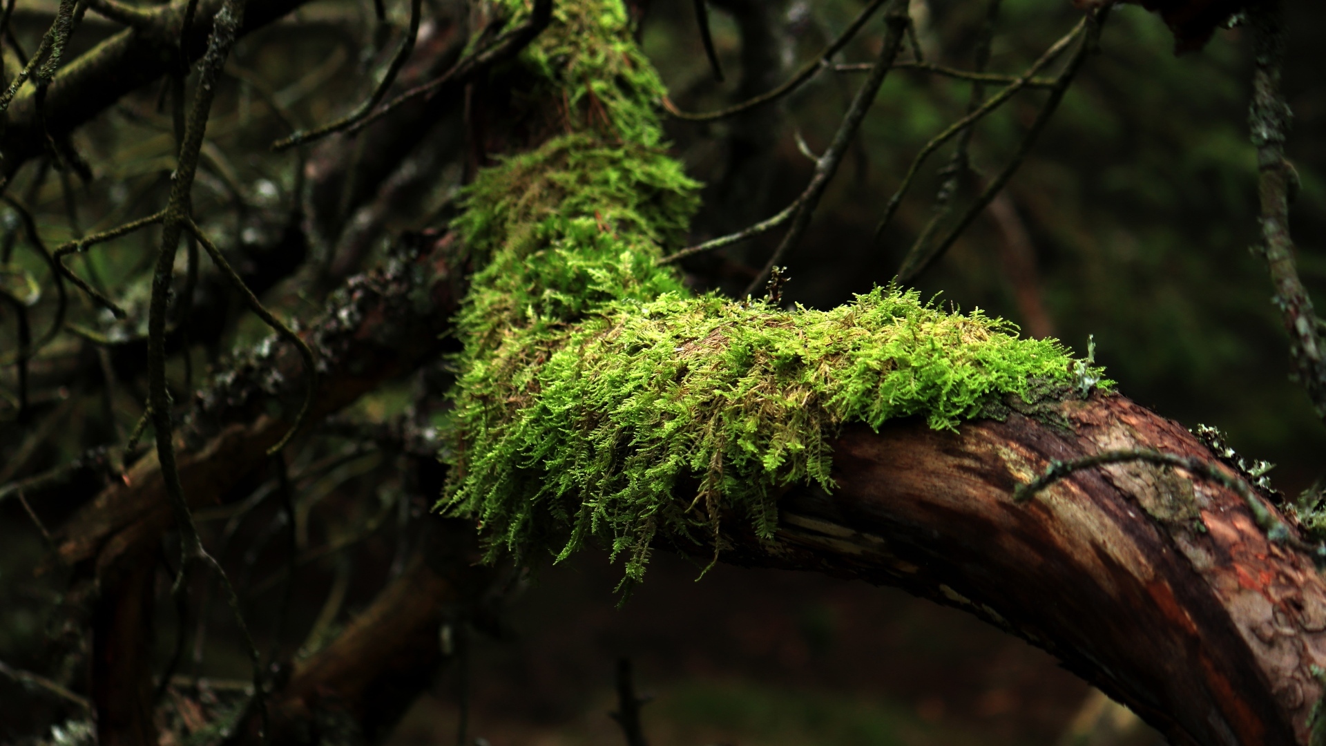 Зеленый мох на стволе дерева в лесу