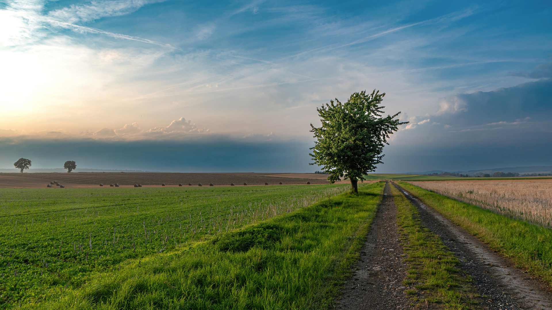 Зеленое дерево на поле под красивым небом летом