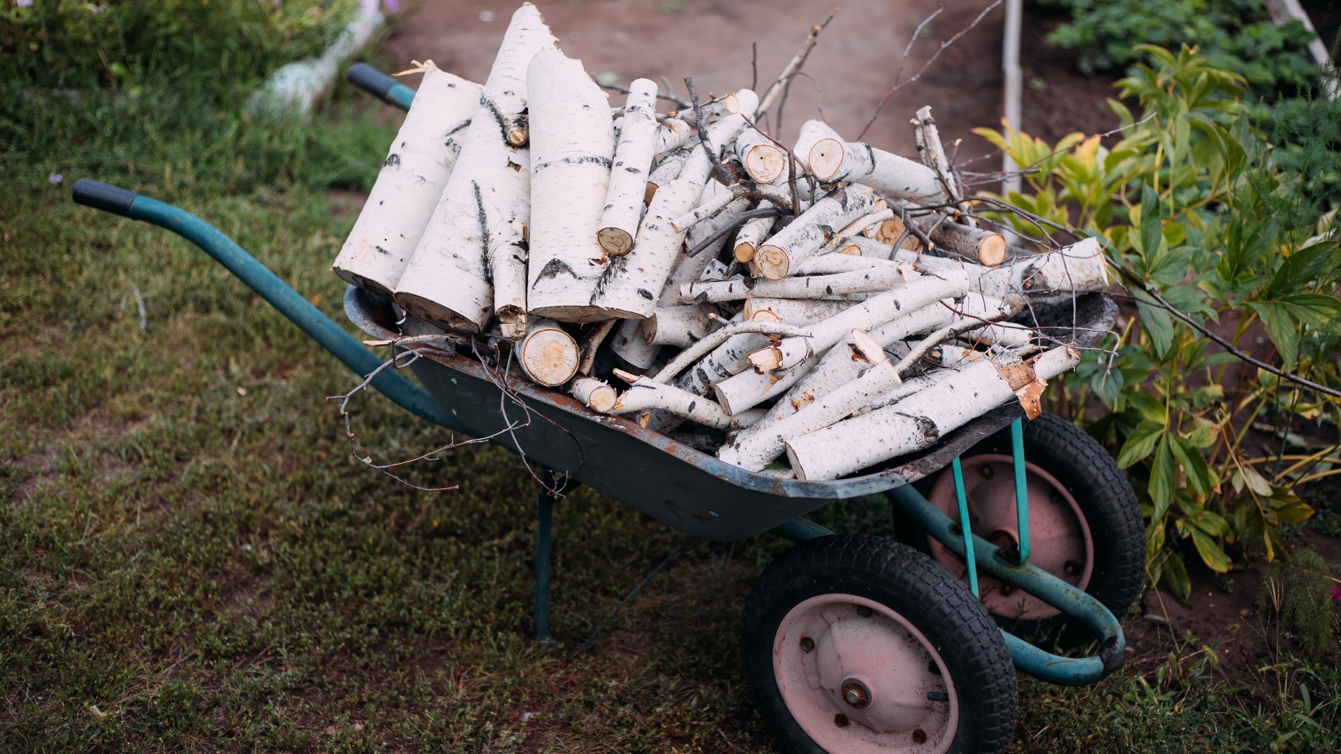 Железная тачка с дровами с березы