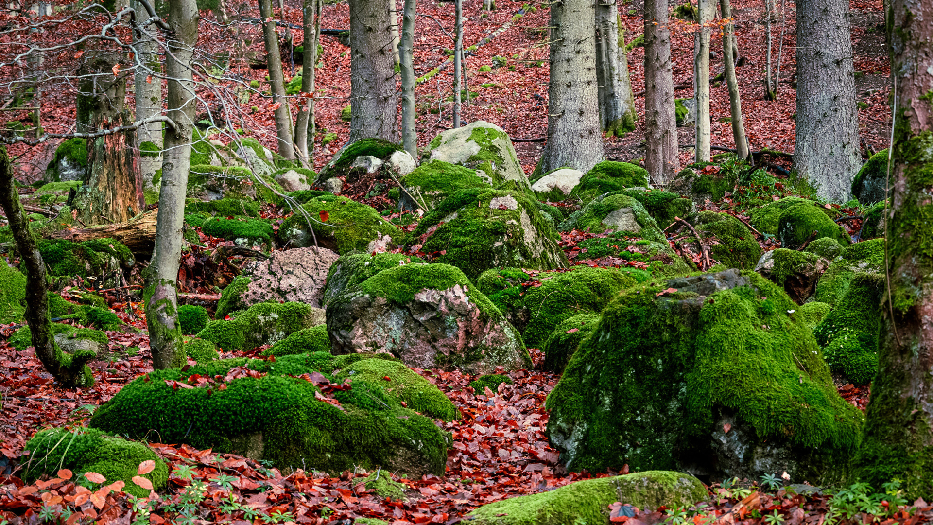 Большие покрытые зеленым мхом камни в лесу