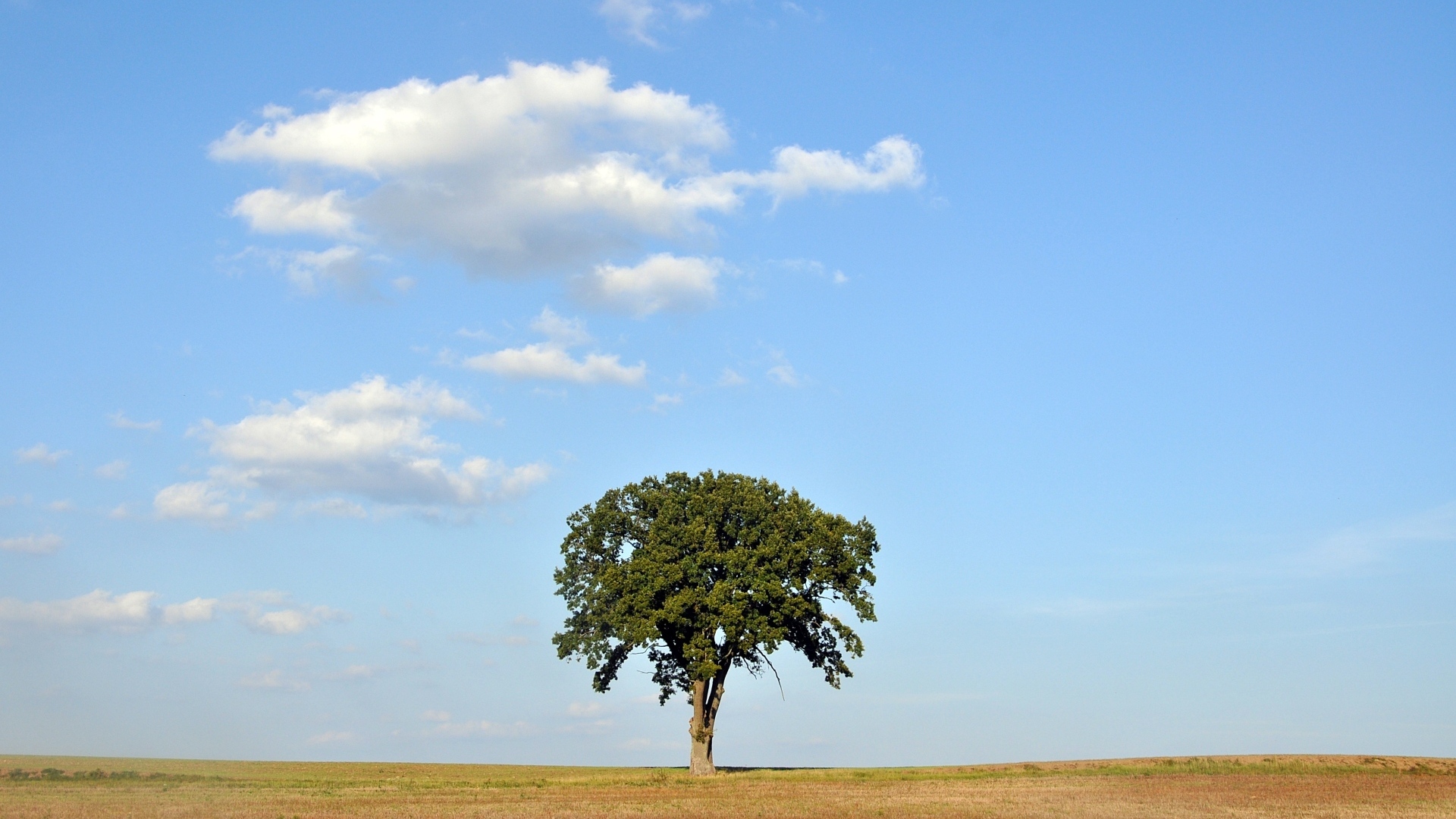 Одинокое зеленое дерево на поле