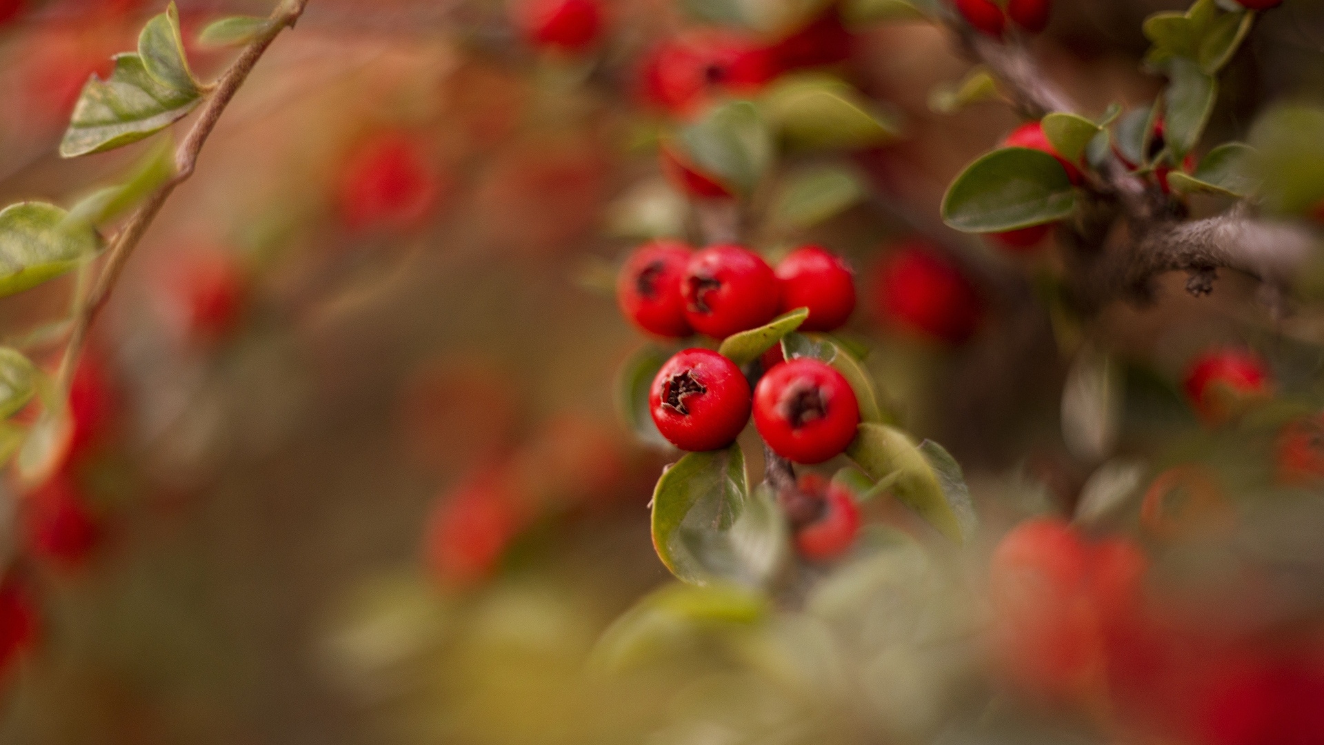 Красные ягоды боярышника на ветке дерева