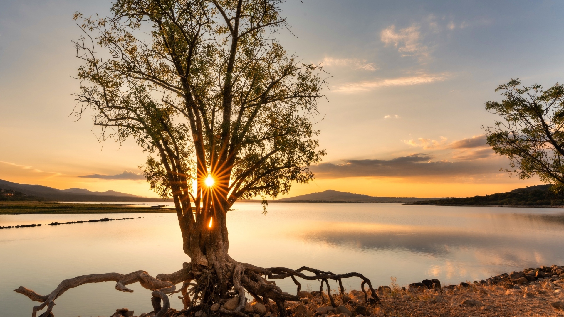 Дерево на берегу озера на рассвете