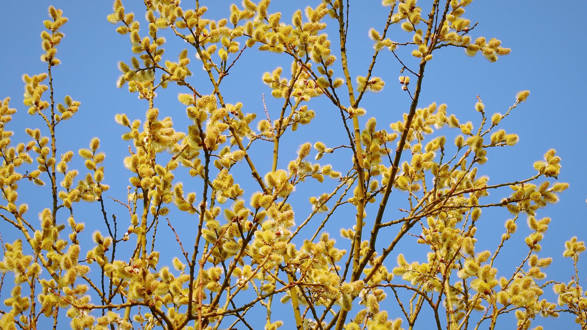 Желтые ветки вербы на фоне голубого неба