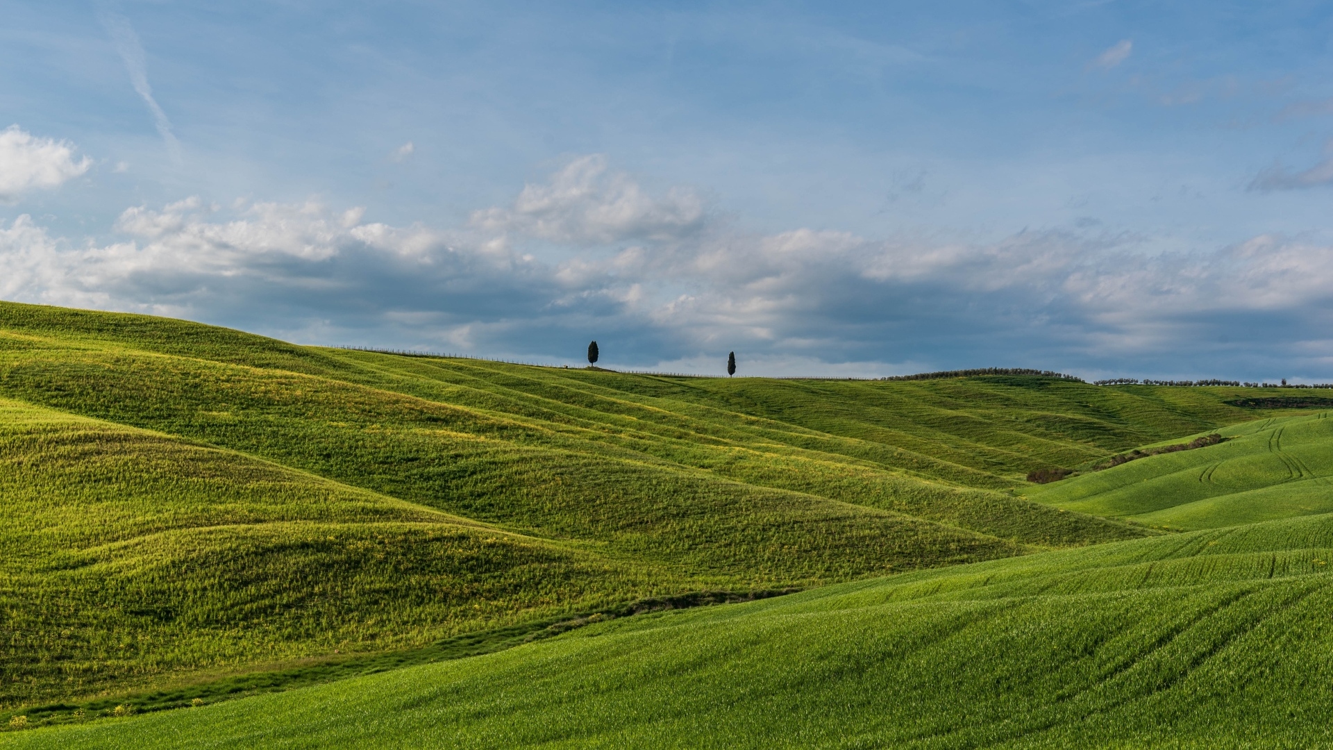 Красивые зеленые ячменные холмы летом
