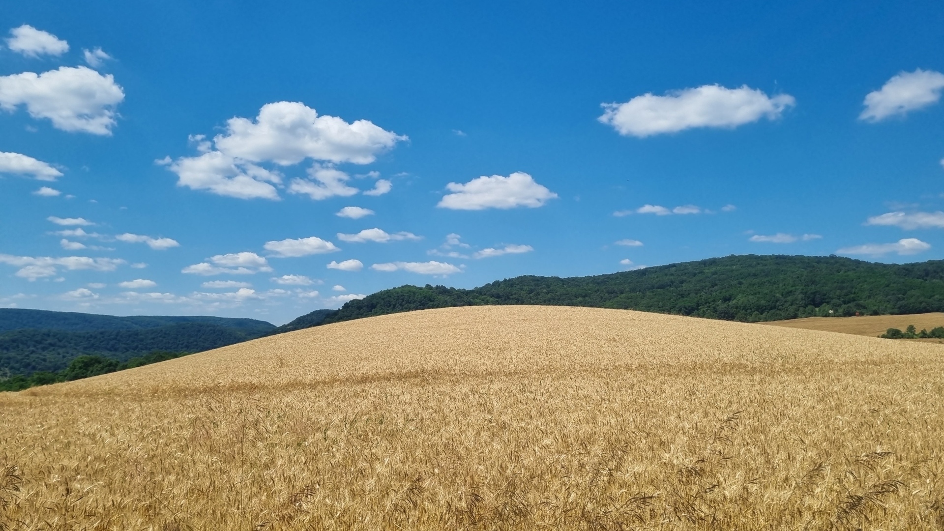 Красивое пшеничное поле под голубым небом