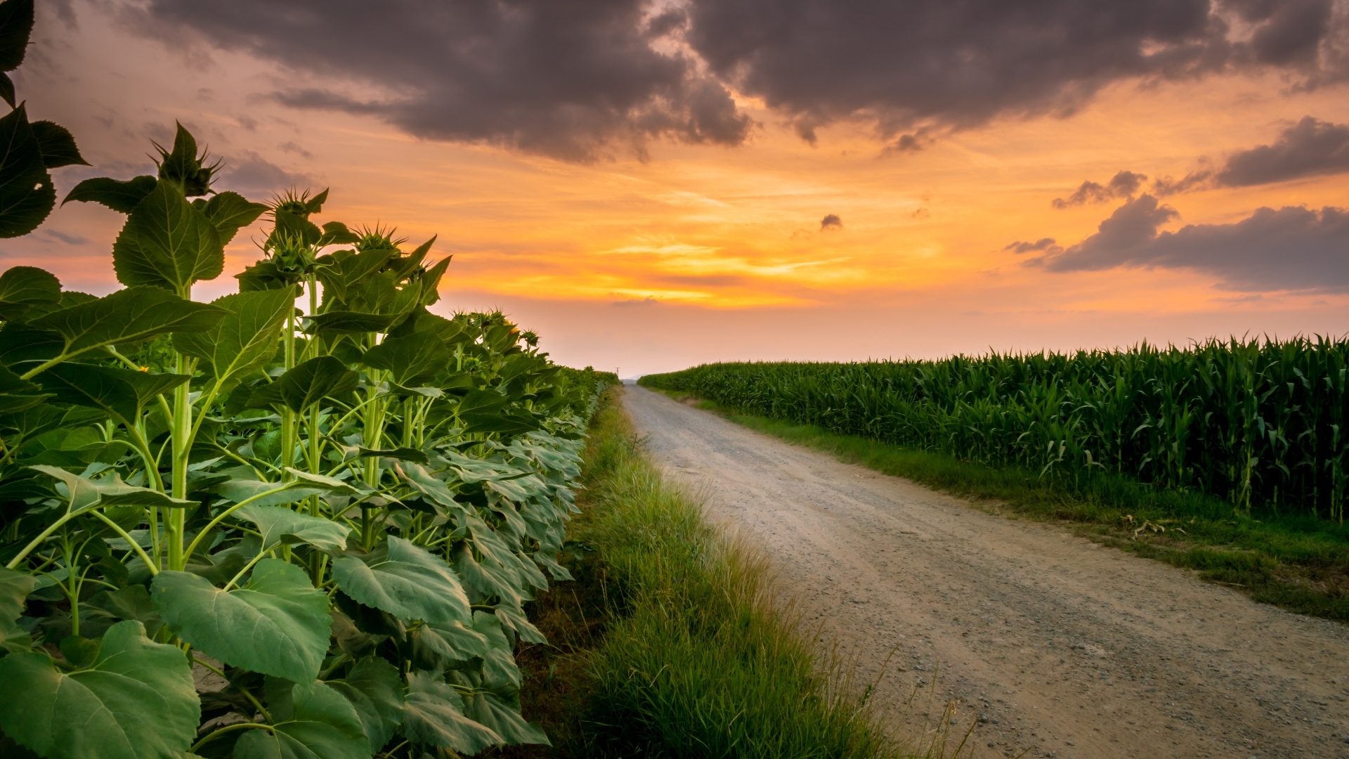 Рассвет над полем летом