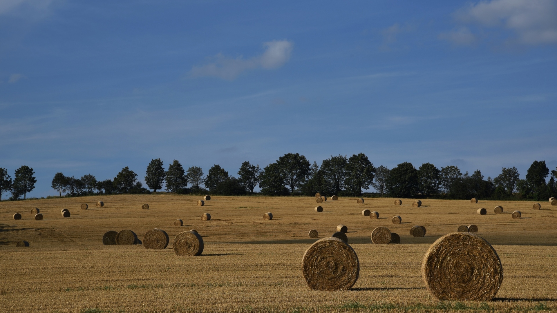 Рулоны сена на поле под голубым небом