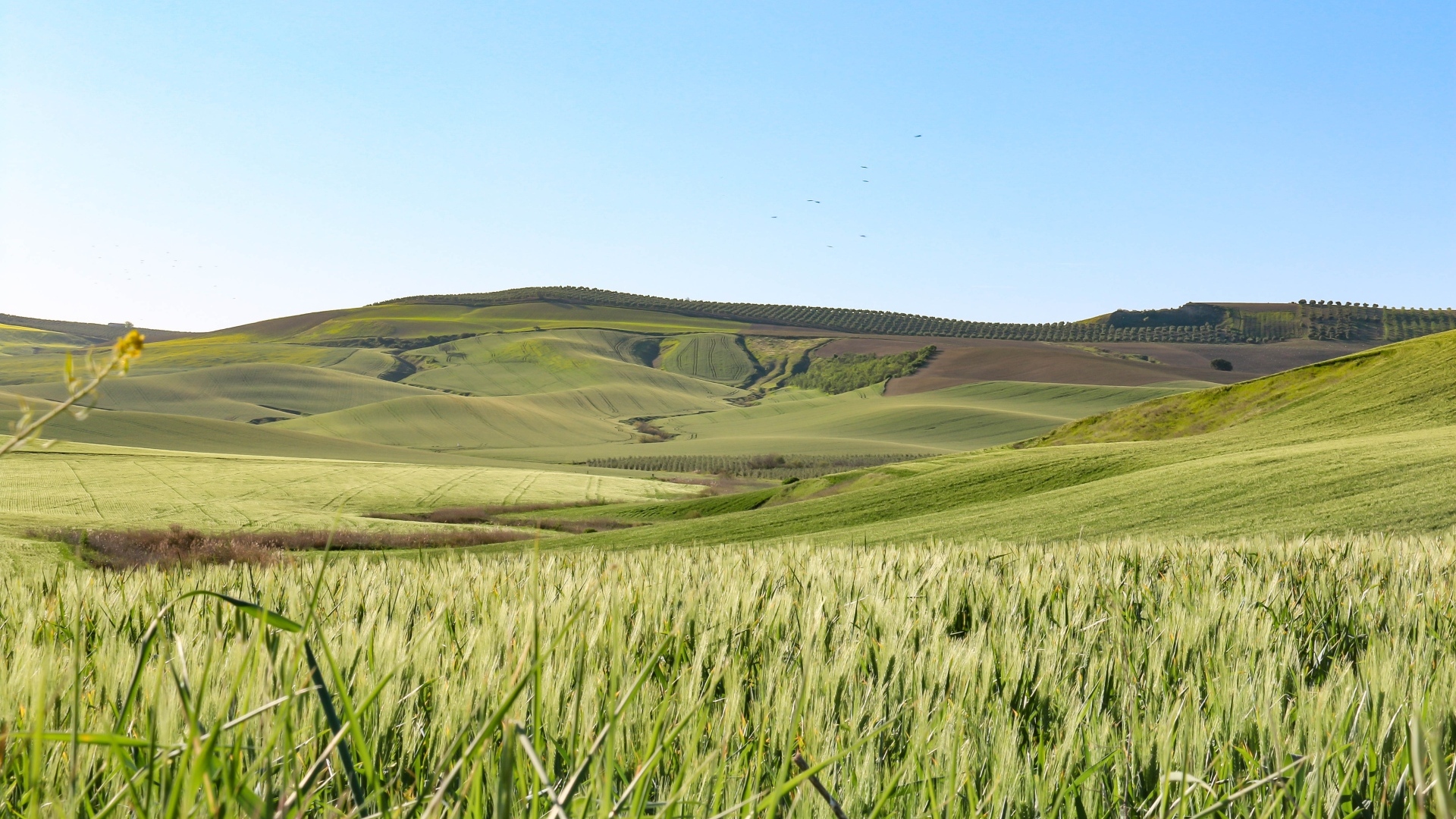 Поля покрыты зелеными колосьями пшеницы