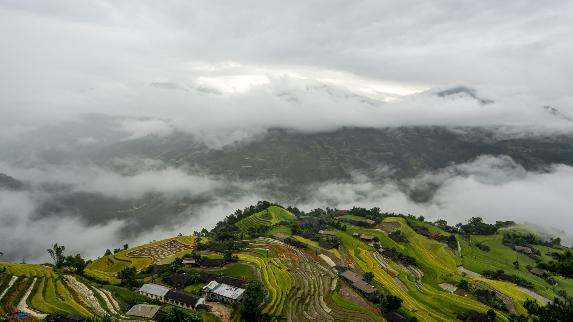 Вид сверху на плантации в тумане