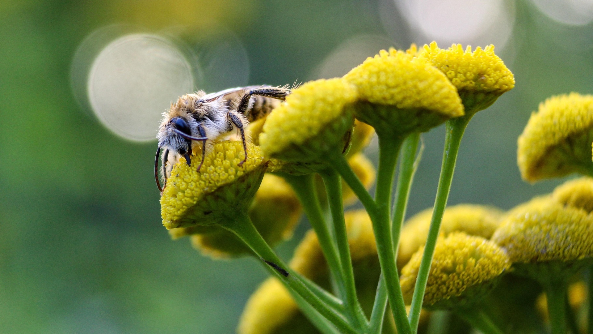 Пчела сидит на цветке пижмы