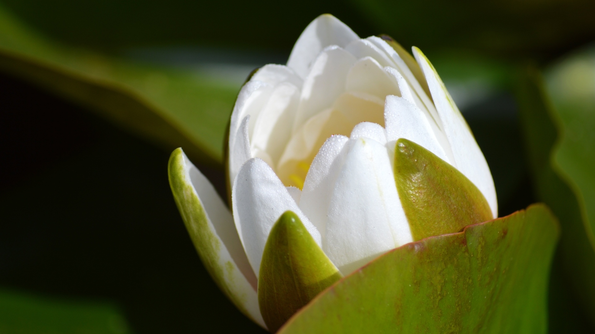 Белый бутон лотоса распускается в пруду