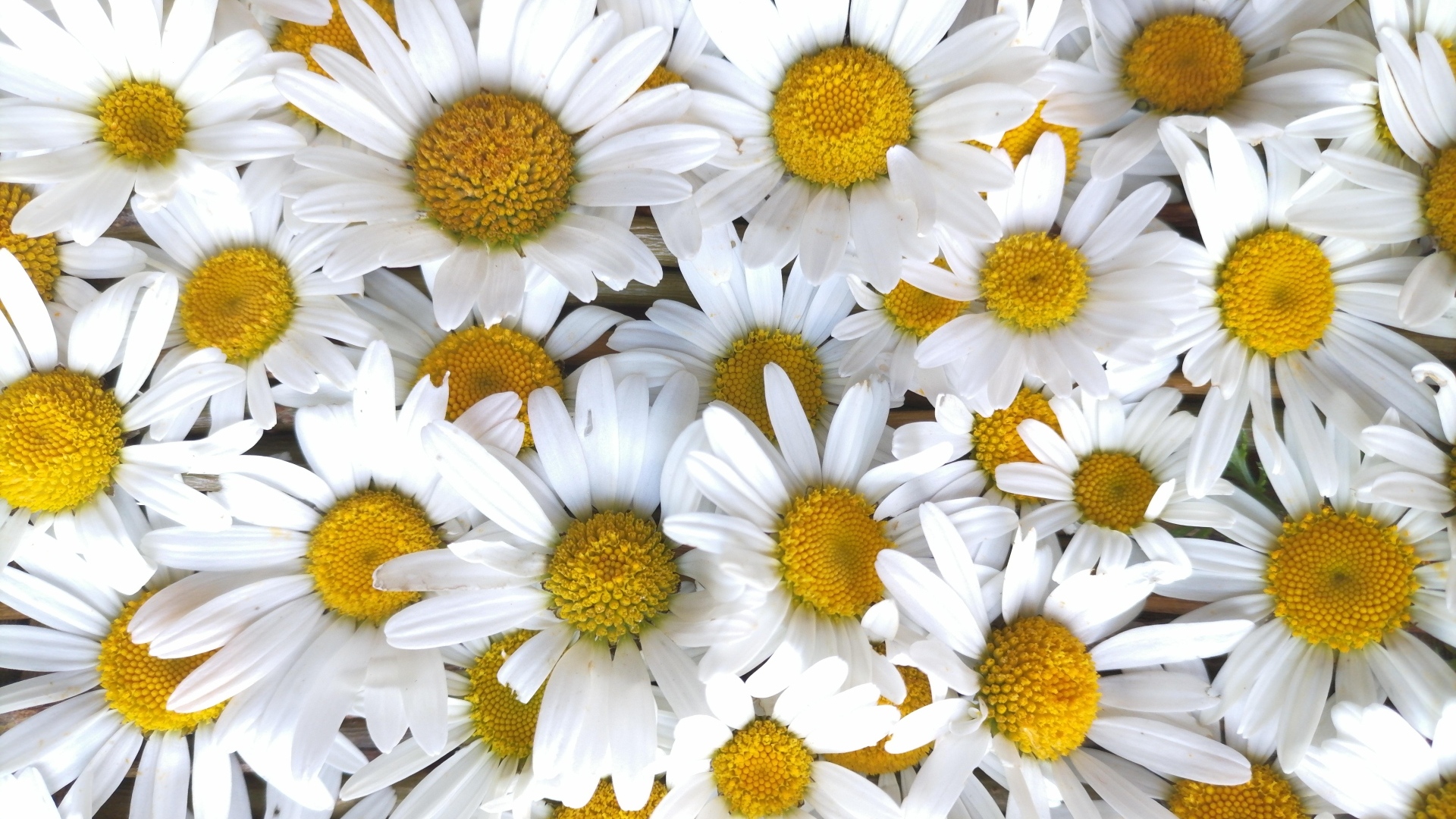 Красивый фон из белых ромашек с желтой серединкой