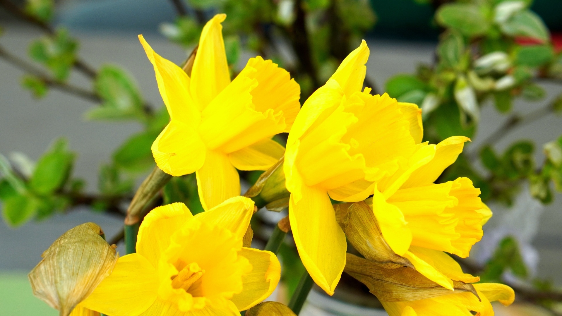 Красивый букет желтых нарциссов