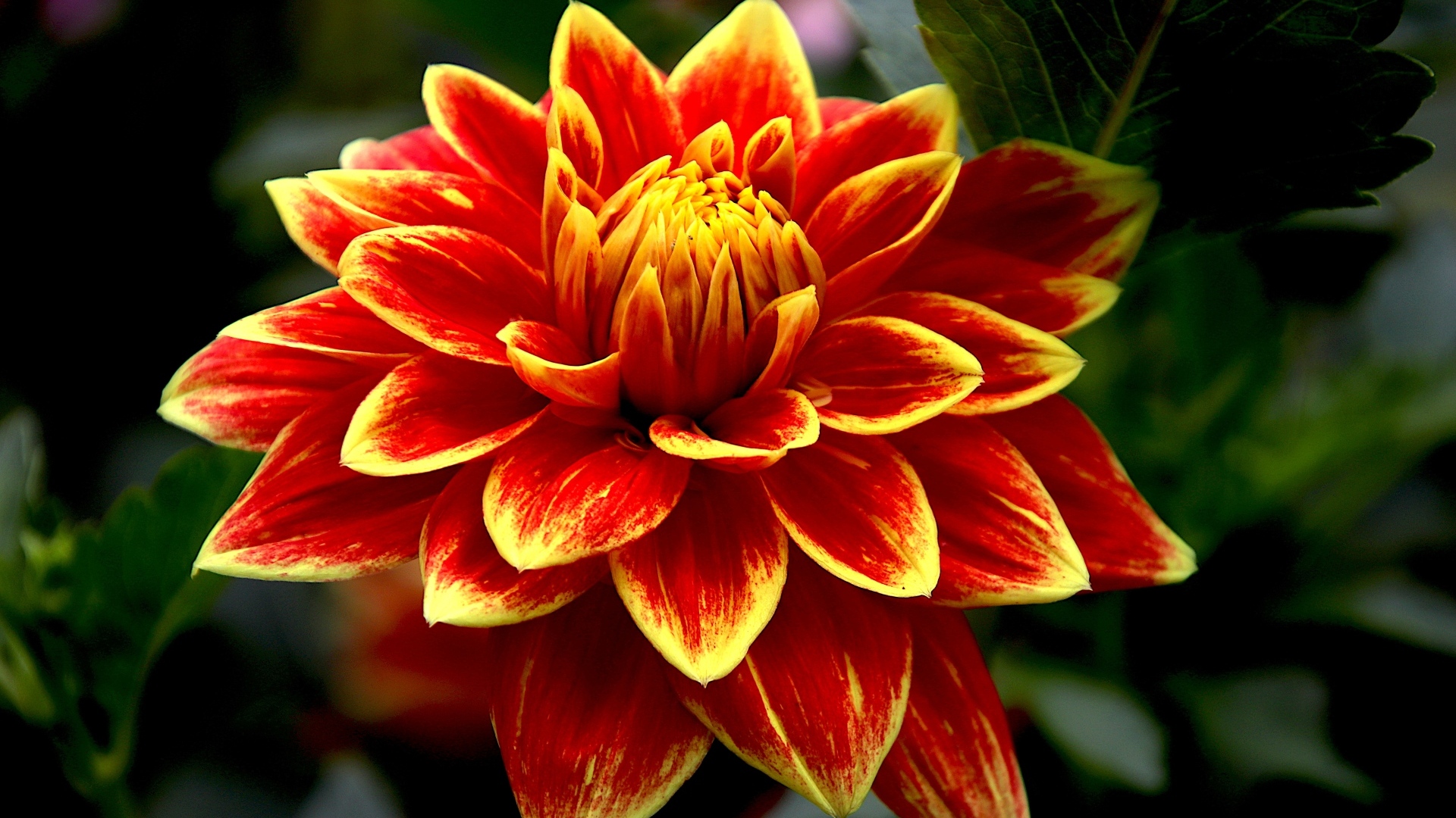 Красивая яркая огненная георгина