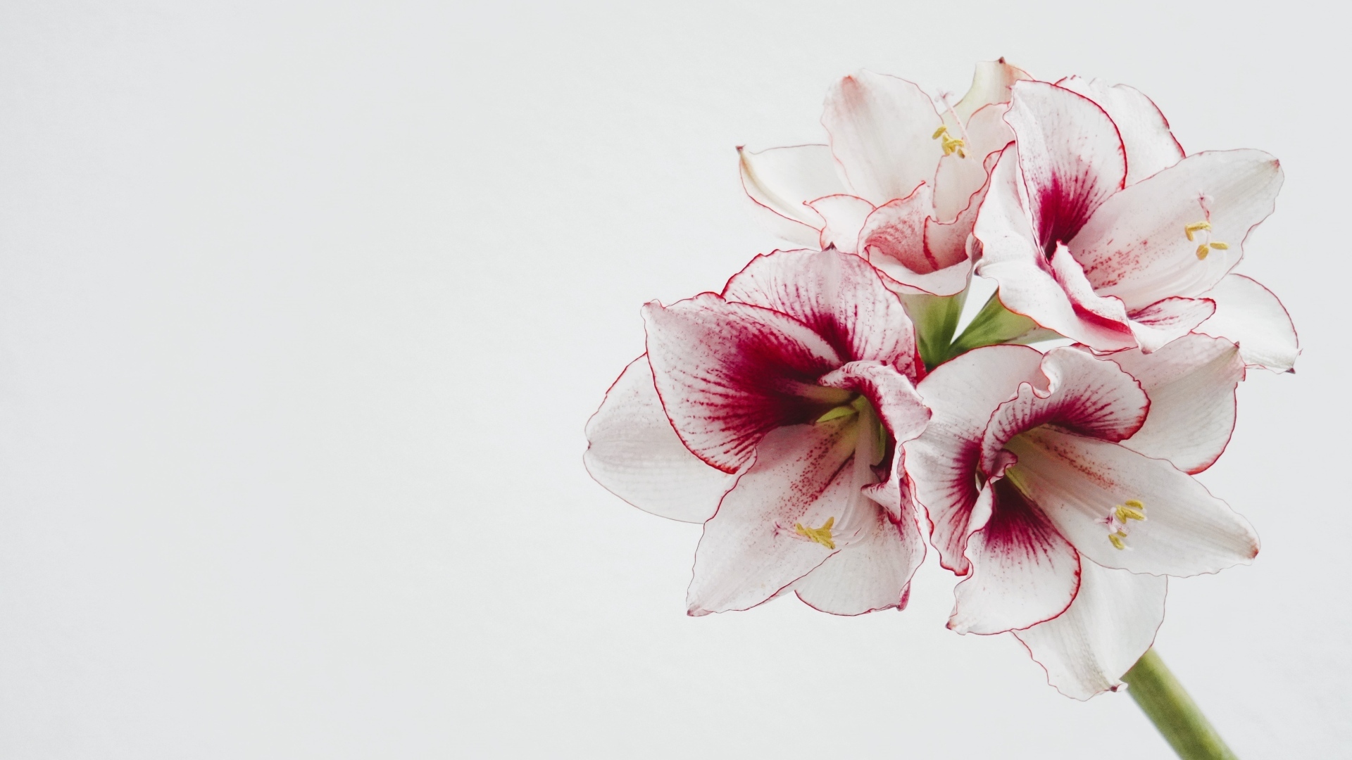 Красивый нежный цветок амариллис на белом фоне